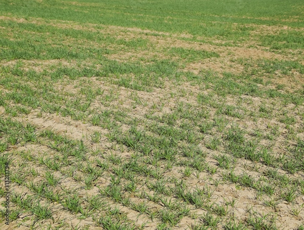 Fototapeta The field of winter wheat, making root dressing seedlings
