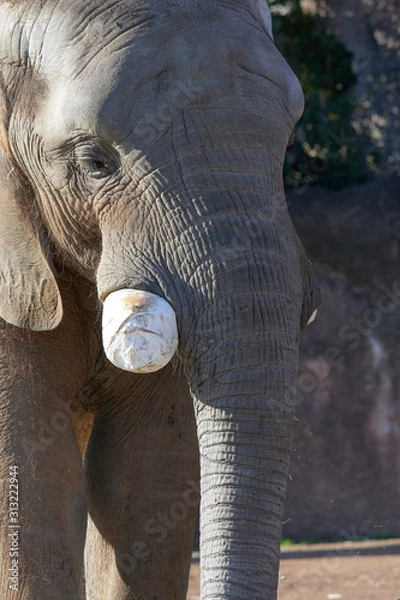 Obraz アフリカゾウ