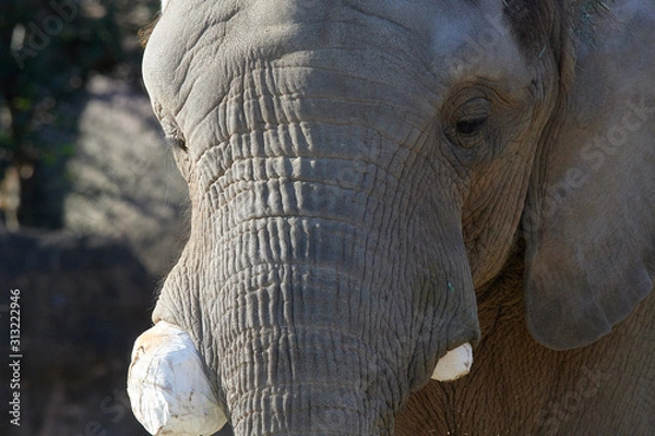 Obraz アフリカゾウ