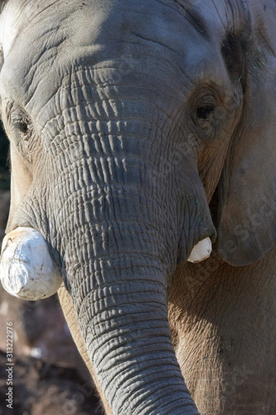 Obraz アフリカゾウ