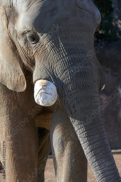 Obraz アフリカゾウ