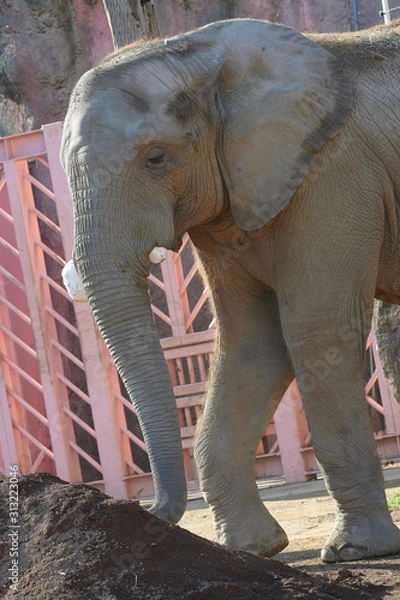 Obraz アフリカゾウ