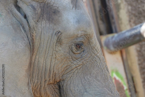 Obraz アフリカゾウ