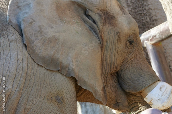 Obraz アフリカゾウ