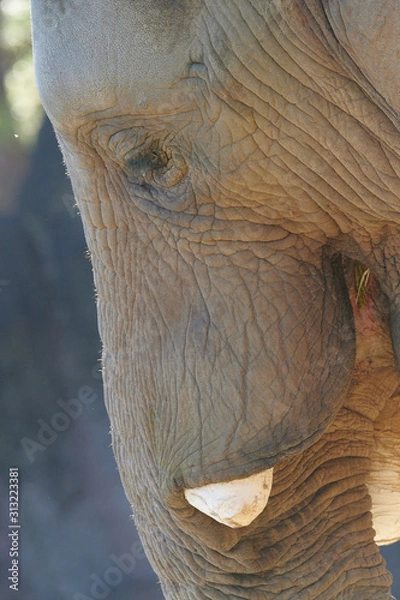 Obraz アフリカゾウ