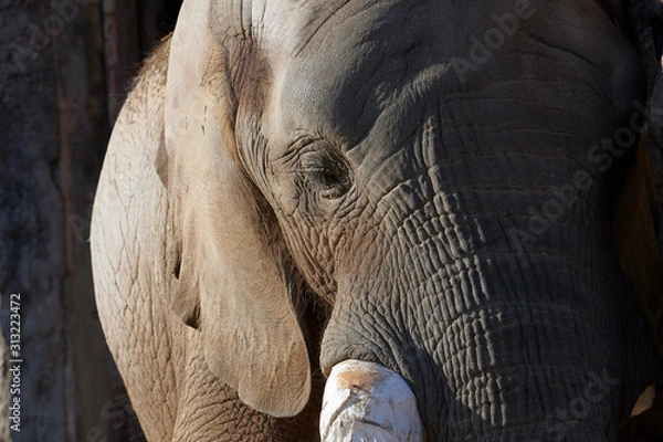 Obraz アフリカゾウ