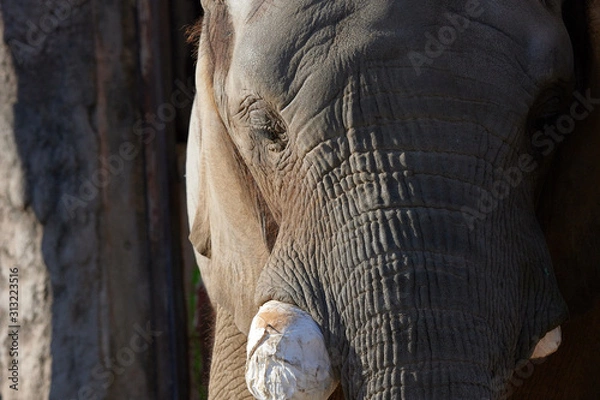 Obraz アフリカゾウ