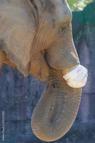 Obraz アフリカゾウ