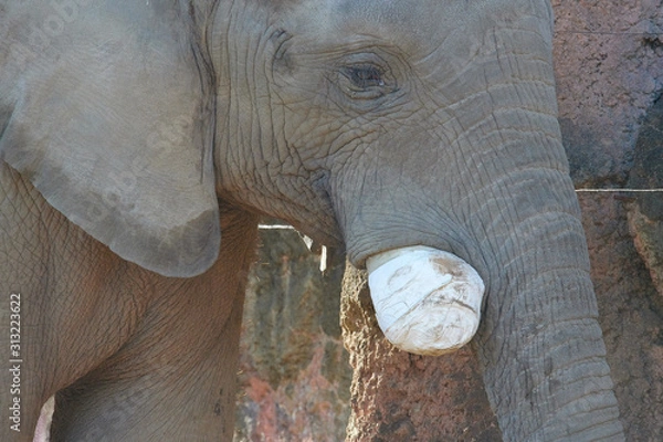 Obraz アフリカゾウ