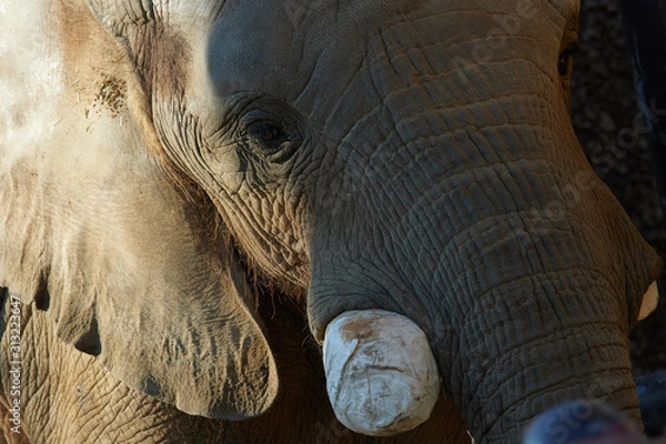 Obraz アフリカゾウ