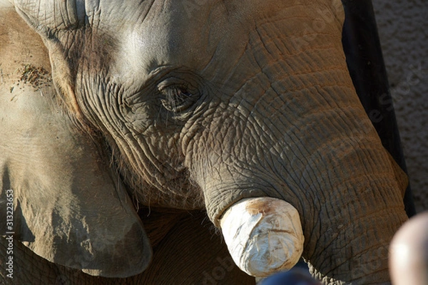 Obraz アフリカゾウ