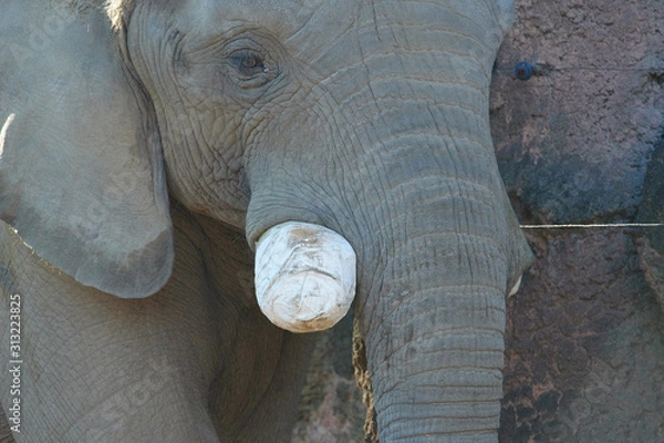 Obraz アフリカゾウ