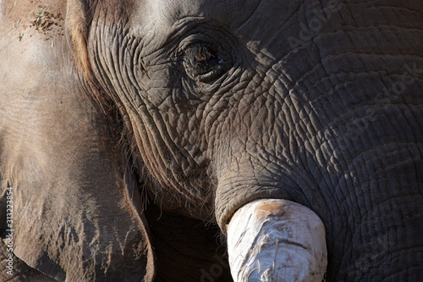 Obraz アフリカゾウ