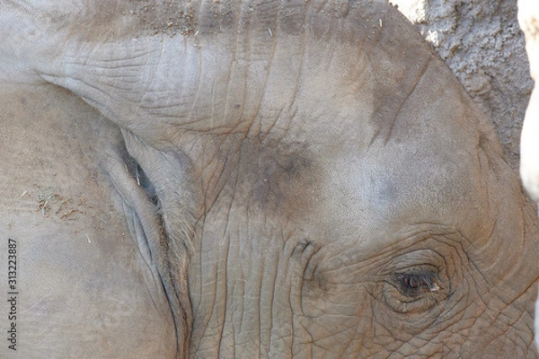 Obraz アフリカゾウ