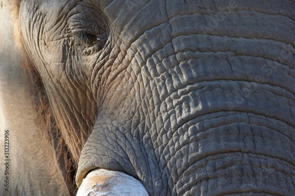 Obraz アフリカゾウ