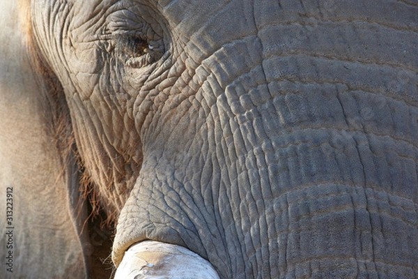 Obraz アフリカゾウ