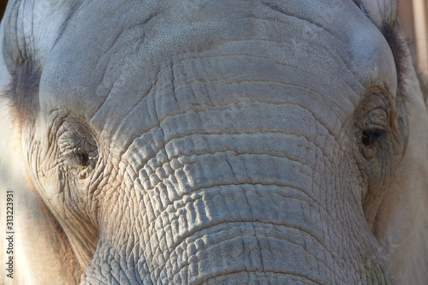 Obraz アフリカゾウ