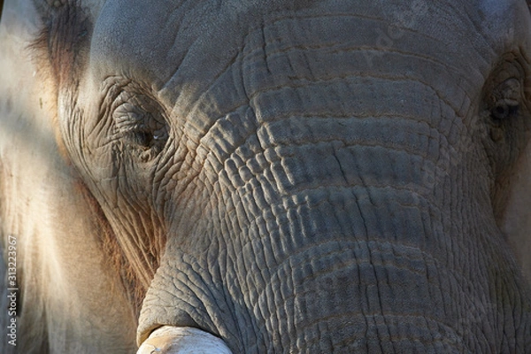 Obraz アフリカゾウ