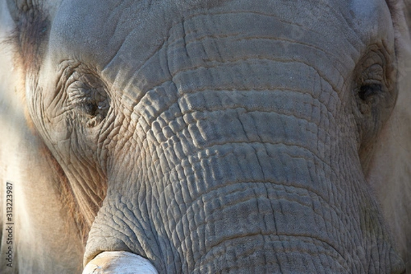 Obraz アフリカゾウ