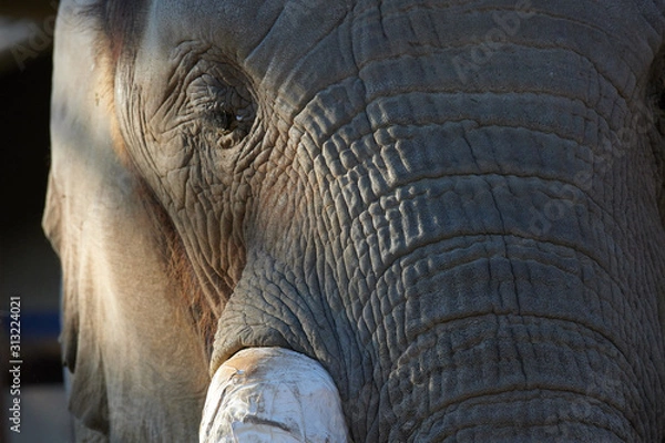 Obraz アフリカゾウ