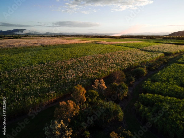 Obraz Fields of Sugar cane