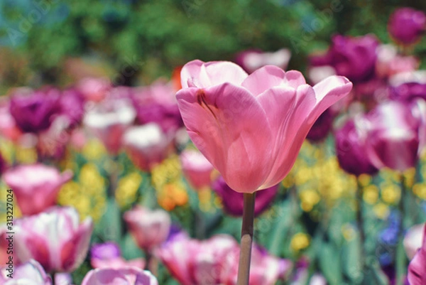 Fototapeta Beautiful pink tulip in middle of field on blurry background with colorful spring flowers 