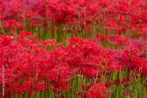 Fototapeta 彼岸花　秋イメージ