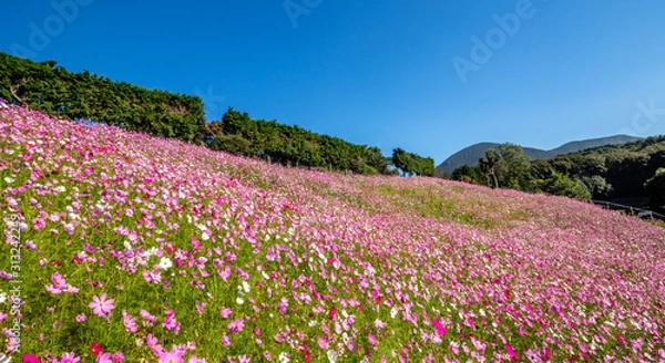 Fototapeta コスモス畑　秋イメージ