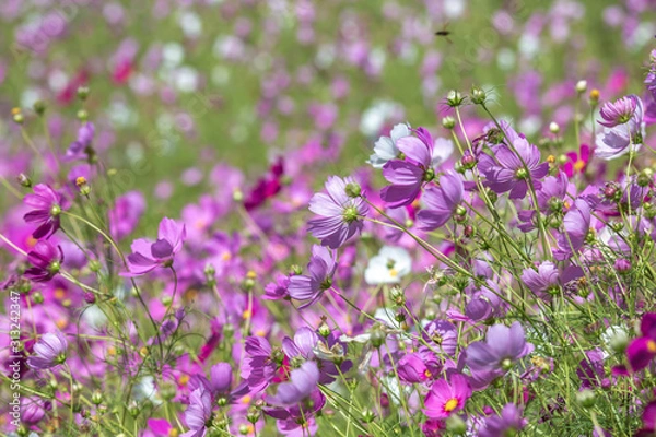 Obraz コスモス畑　秋イメージ