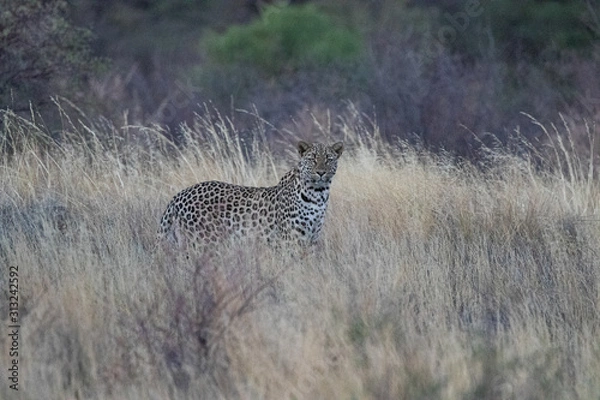 Obraz Leopard Mabuasehube Botswana