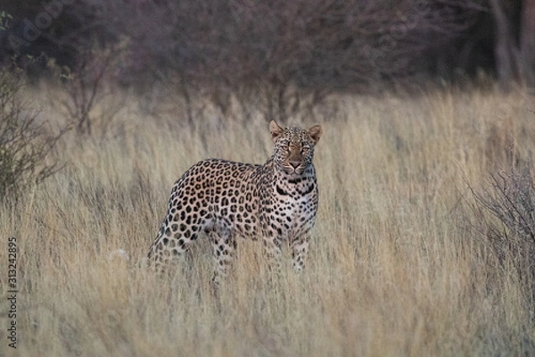 Obraz Leopard Mabuasehube Botswana