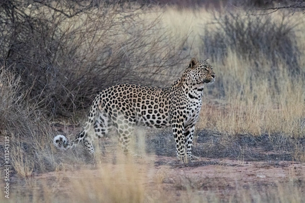 Obraz Leopard Mabuasehube Botswana