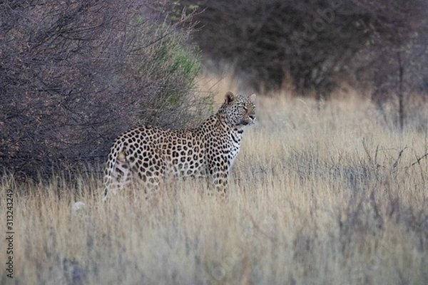 Obraz Leopard Mabuasehube Botswana