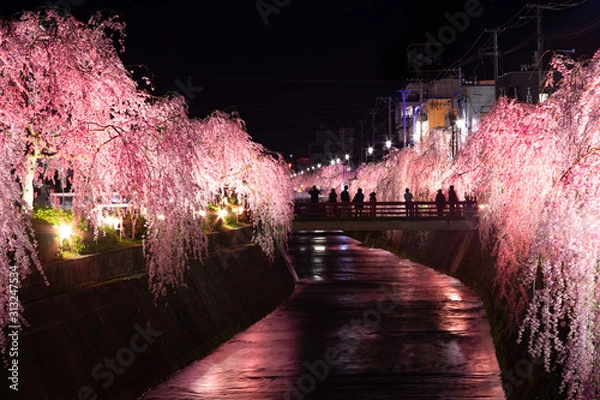 Obraz 天童市　倉津川しだれ桜ライトアップ