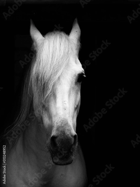 Obraz Horse Portrait 
