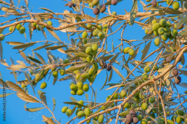 Fototapeta The fruits and leaves of the olive tree