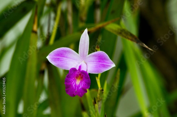 Obraz orchid