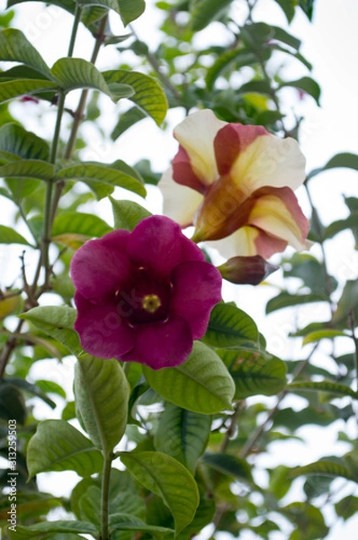 Obraz flowers on a background