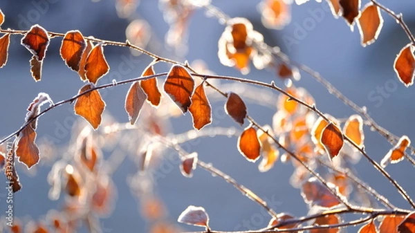 Obraz  The branches of plants are covered with hoarfrost. Plants in January. Winter background for your design.