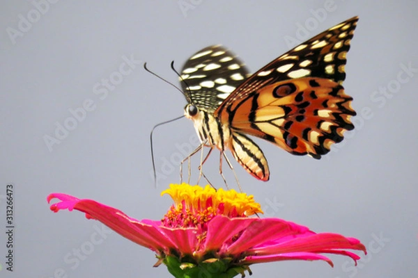 Obraz On the top Orange Zinnia