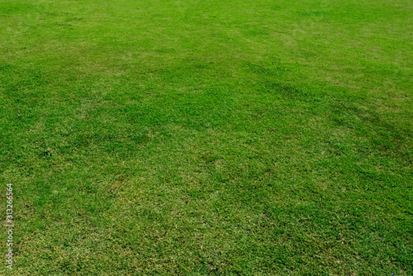 Fototapeta Green grass texture background, Green lawn, Backyard for background, Grass texture, Park lawn texture.