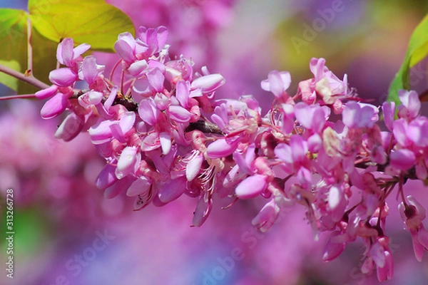 Fototapeta red flowers of сercis siliquastrum, commonly known as the оudas tree or оudas-tree on blurry background