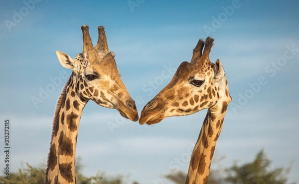 Obraz two giraffes in nature