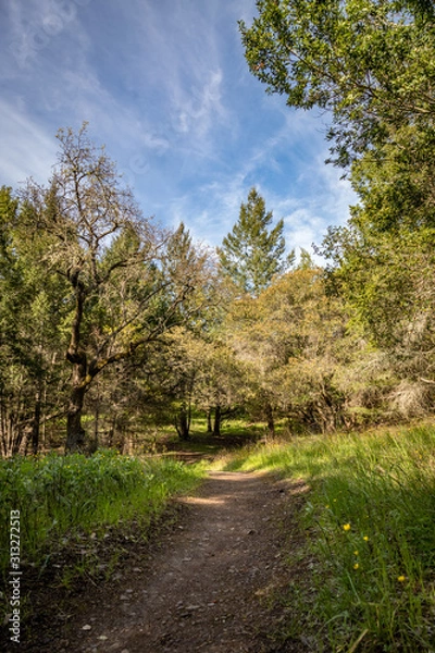 Fototapeta A dirt path with fresh spring grass on either side heads into the sade of large oak trees with blue sky above at Sugarloaf Ridge State Park