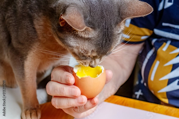 Obraz Abyssinian cat sits on a wooden table in front of an boiled chicken egg with liquid yolk in woman hand