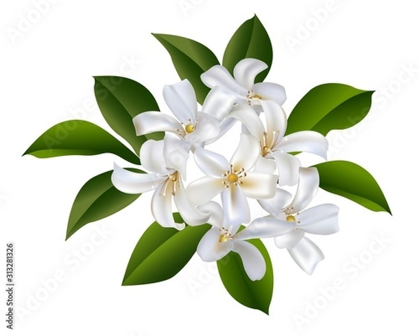 Obraz  Sampaguita Jasmine bouquet vector illustration