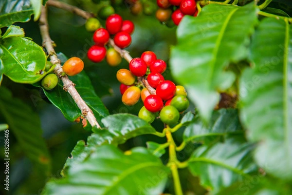 Fototapeta Coffee beans ripening on tree in Costa Rica.