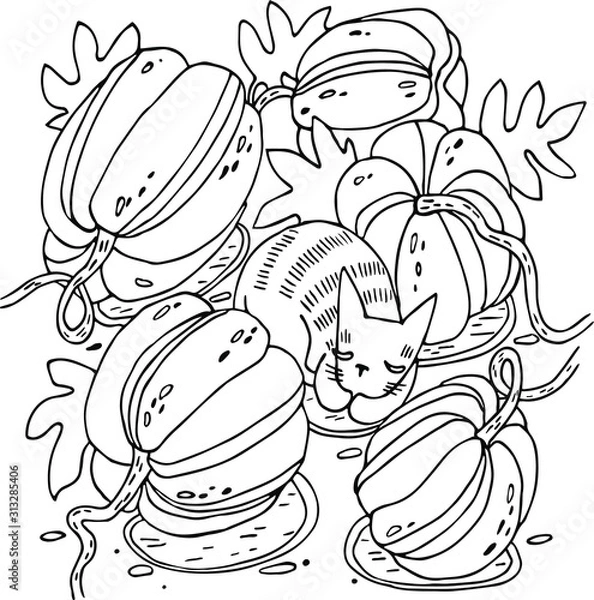 Obraz Graphic work. Striped сat sleeps among large pumpkins.