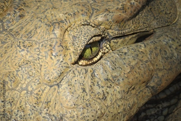 Obraz Crocodile