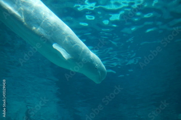Fototapeta Beluga in the aquarium